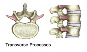transverse-process - Brisbane Back Pain Program | McGill Certified Practitioner | Online Coaching transverse-process