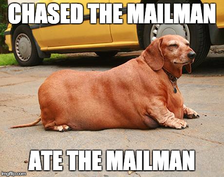 fat-dachshund-meme-1 - Brisbane Back Pain Program | McGill Certified Practitioner | Online Coaching fat-dachshund-meme-1