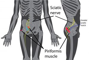 Skeleton_whole_body_ant_lat_views - Brisbane Back Pain Program | McGill Certified Practitioner | Online Coaching