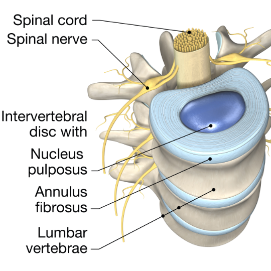 BasicDisc540 - Brisbane Back Pain Program | McGill Certified Practitioner | Online Coaching Diagram of basic lumbar spine anatomy showing disc structure, the spinal cord and nerve roots.