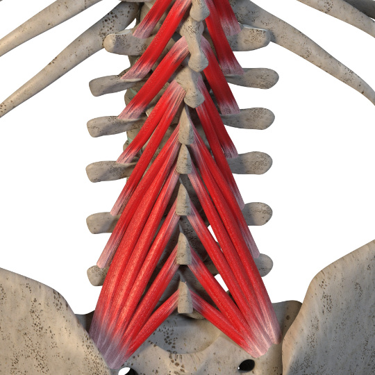 LumbarMultifidusSkeleton540 - Brisbane Back Pain Program | McGill Certified Practitioner | Online Coaching 3d render of the lumbar portion of the multifidus muscle on the rear of a skeleton model.