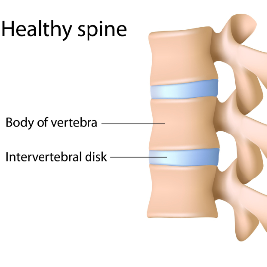 HealthySpine540-2 - Brisbane Back Pain Program | McGill Certified Practitioner | Online Coaching Image of a non-osteoarthritic spine with no spondylosis.